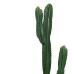 Διακοσμητικό φυτό Cactus I σε γλάστρα Inart πράσινο pp Υ155εκ - Image 2