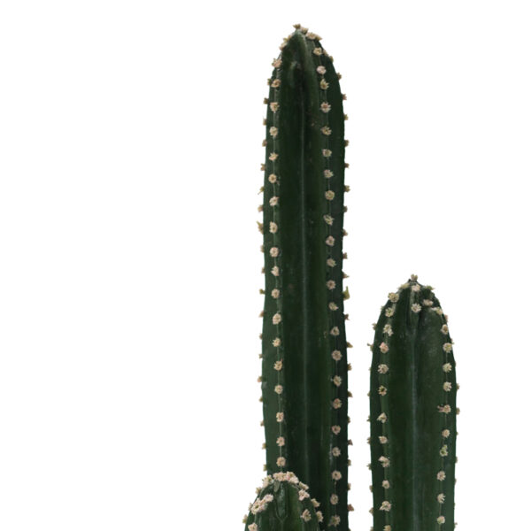 Διακοσμητικό φυτό Cactus III σε γλάστρα Inart πράσινο pp Υ85εκ - Image 2