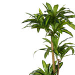 Διακοσμητικό φυτό Dracaena I σε γλάστρα Inart  πράσινο pp Υ170εκ - Image 2