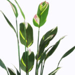 Διακοσμητικό φυτό σε γλάστρα Lucky I Inart πράσινο Φ80x210εκ - Image 2