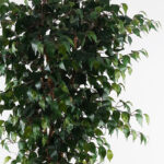 Διακοσμητικό φυτό σε γλάστρα Banyan Inart πράσινο Φ95x180εκ - Image 2