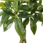 Διακοσμητικό φυτό σε γλάστρα Pachira Inart πράσινο Φ40x60εκ - Image 2