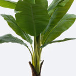 Διακοσμητικό φυτό σε γλάστρα Musa Inart πράσινο Φ105x180εκ - Image 2