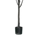 Διακοσμητικό φυτό Mangola I σε γλάστρα Inart λευκό pp Υ155εκ - Image 3